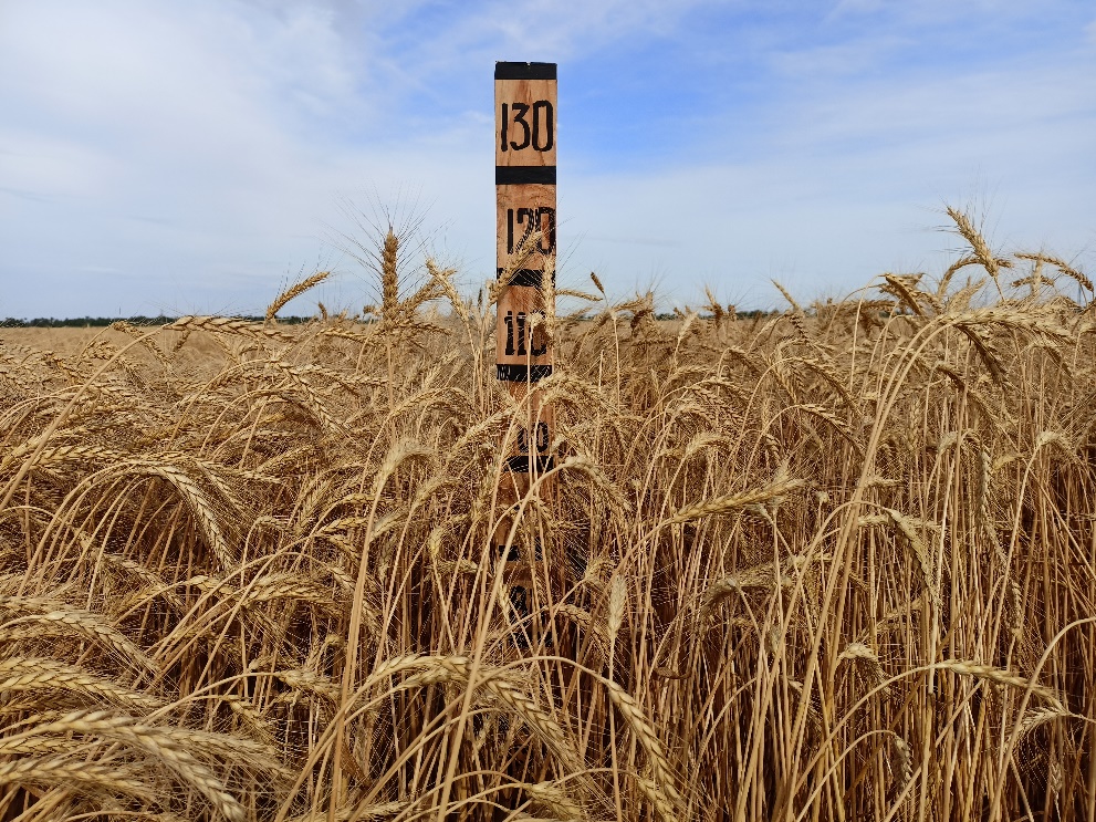 Посевы озимой пшеницы «Базис» селекции Самарского НИИСХ