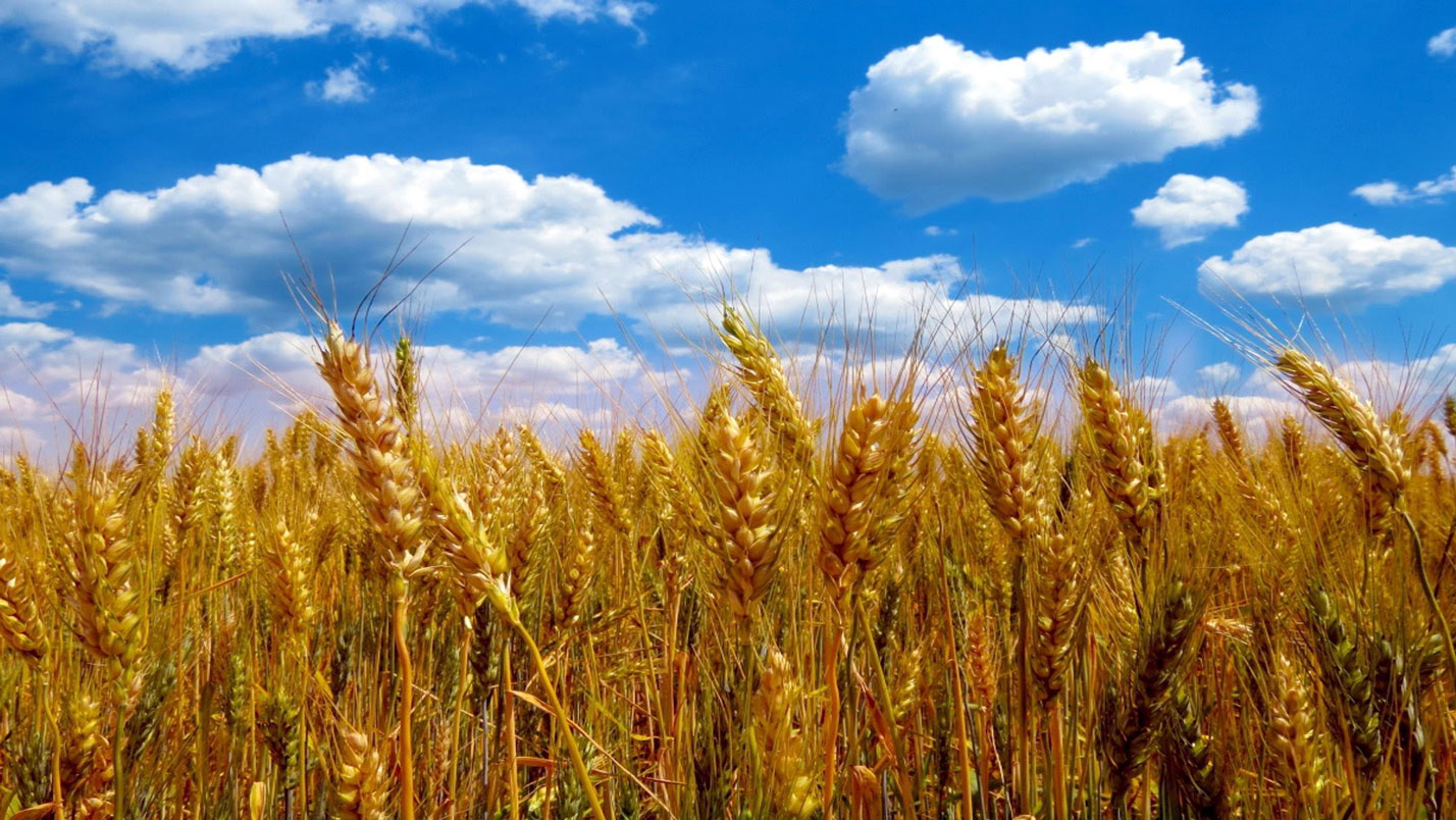 Повышение урожайности пшеницы (озимой) применением жидких удобрений КАС и раствора карбамида (мочевины).